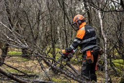 Trjáfelling með keðjusögum er erfið vinna og hættuleg.