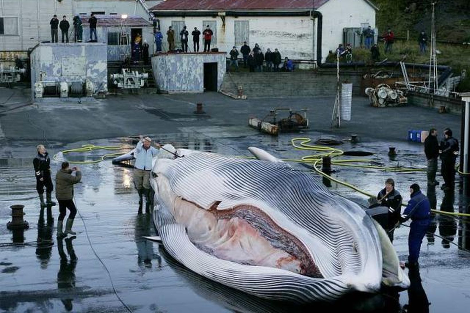 Alls var 80 tonnum af hvalköti sent út til Japans …