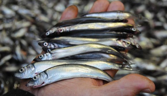 Loðnuráðgjöf lækkuð um 34.600 tonn