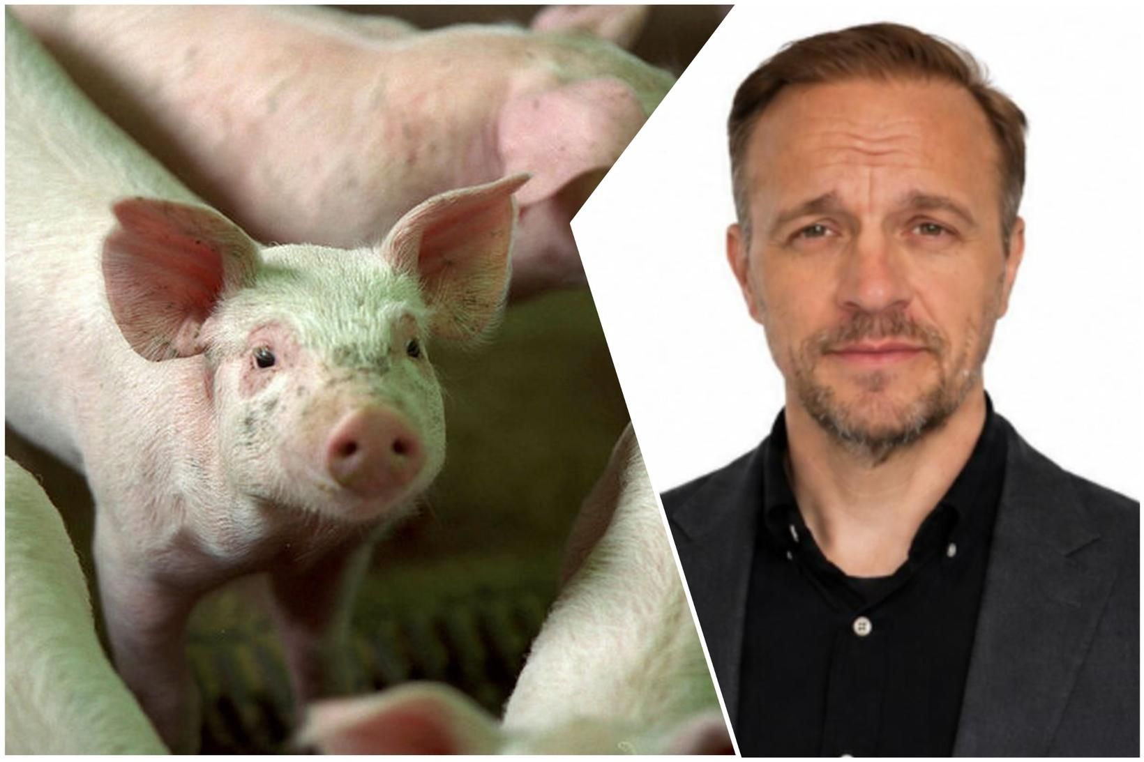 Stjörnugrísmálið: „Vatn á myllu misjafnra“