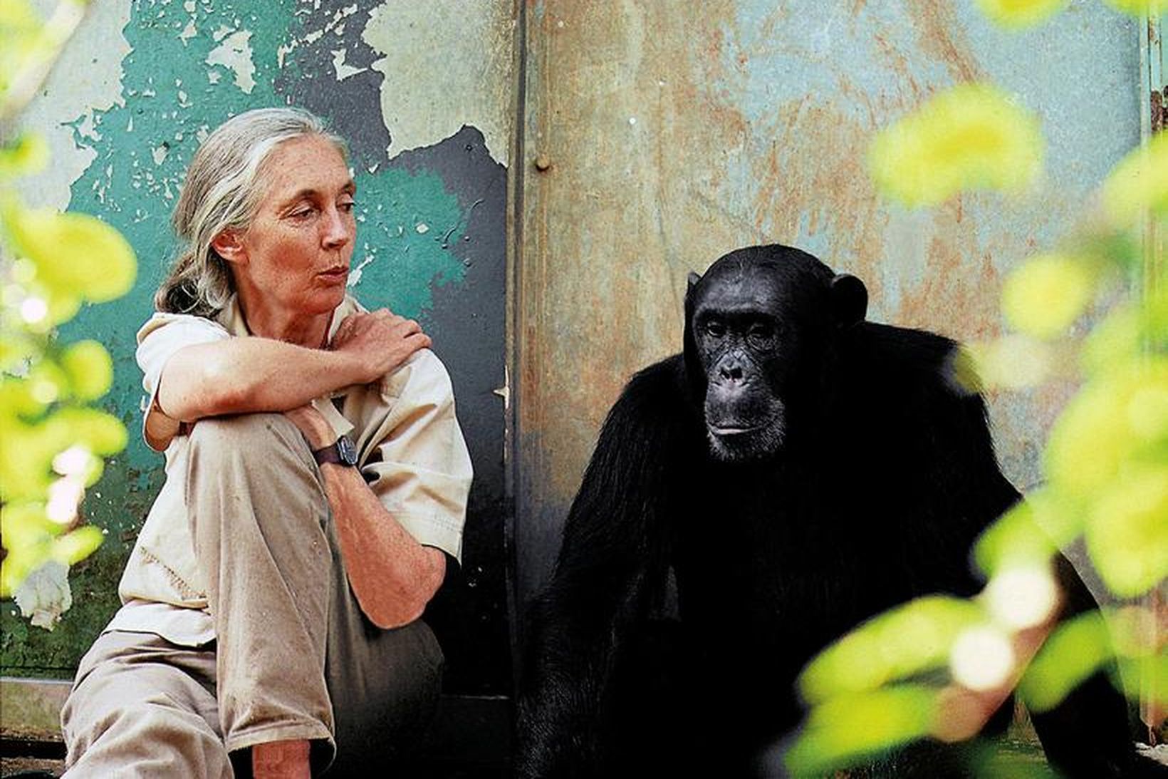 Dr. Jane Goodall með simpansanum Freud í Gombe þjóðgarðinum í …