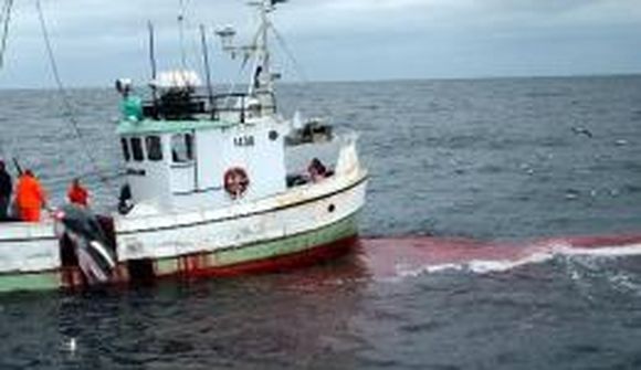 Ekki tekst að veiða upp í norska hrefnuveiðikvótann