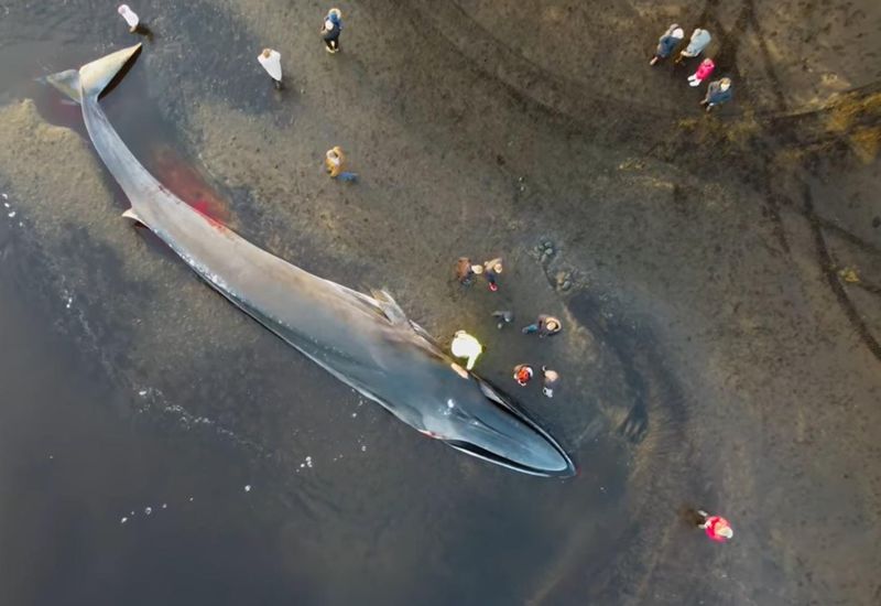 A bird's eye view of the whale.