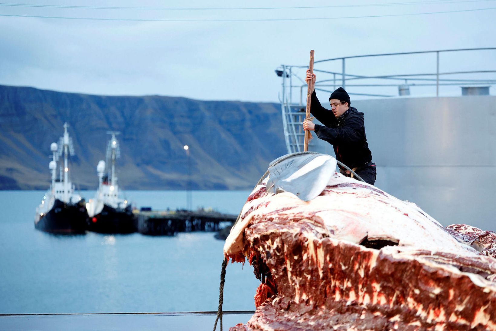 Það var nóg að gera í hvalstöðinni eldsnemma á fimmtudagsmorguninn …