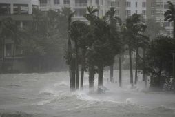 Miami-áin er yfirfull af vatni.