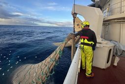 3.700 tonnum af kolmunna var landað í Neskaupstað síðastliðna helgi.