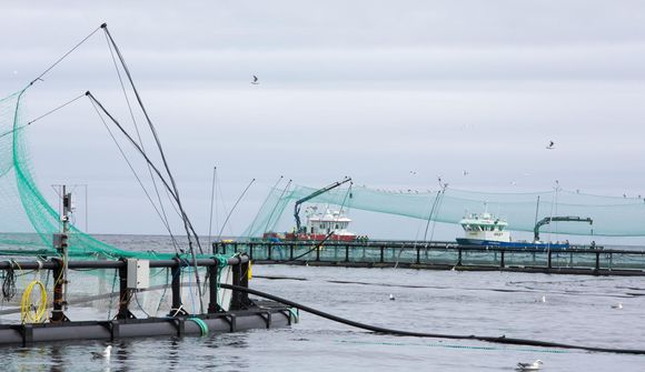Silungur í Ísafjarðardjúp