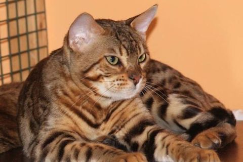 Bengal cats have a beutiful leopard pattern on their coat.