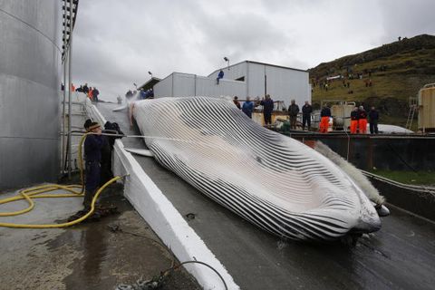 A fin whale being brought onto land.