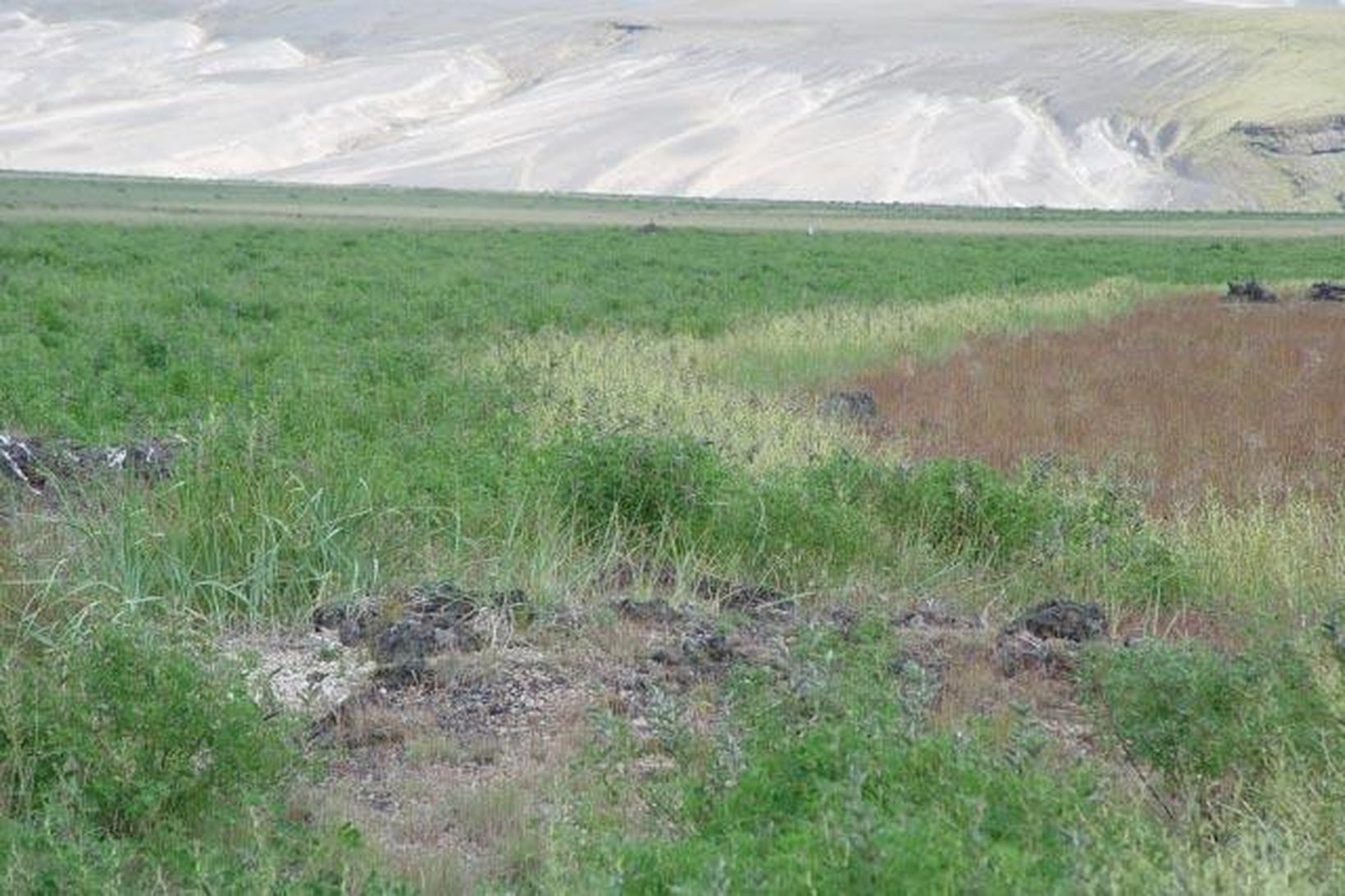 Við Þjófafoss afleggjarann. Yglurnar hafa skriðið úr grassáningum inn í …