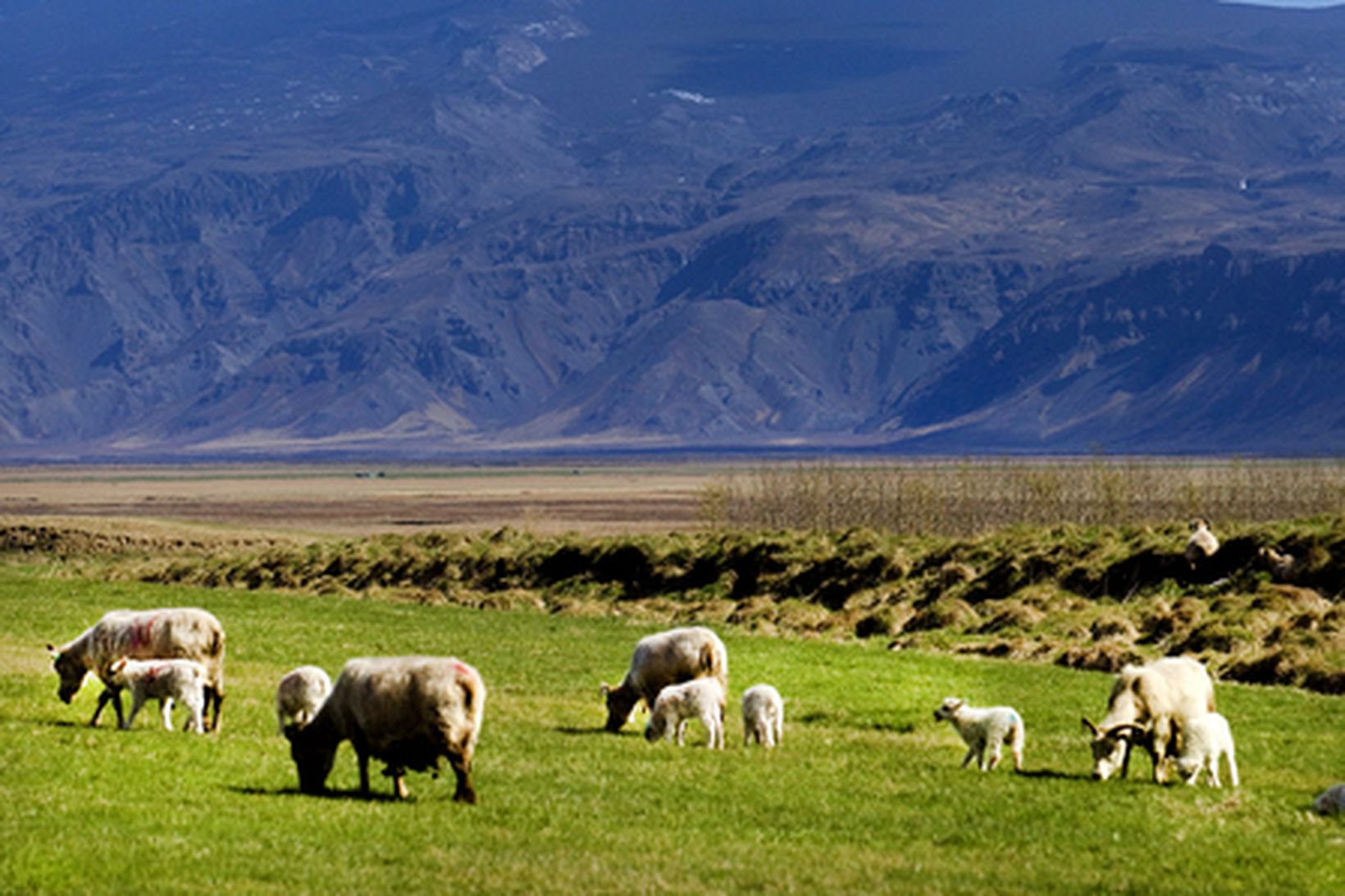 Sheep and lambs near the Eyjafjallajökull volcano in 2010.