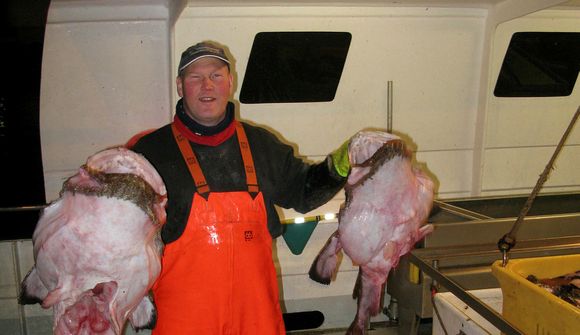 Skötuselur nánast horfinn úr Breiðafirði