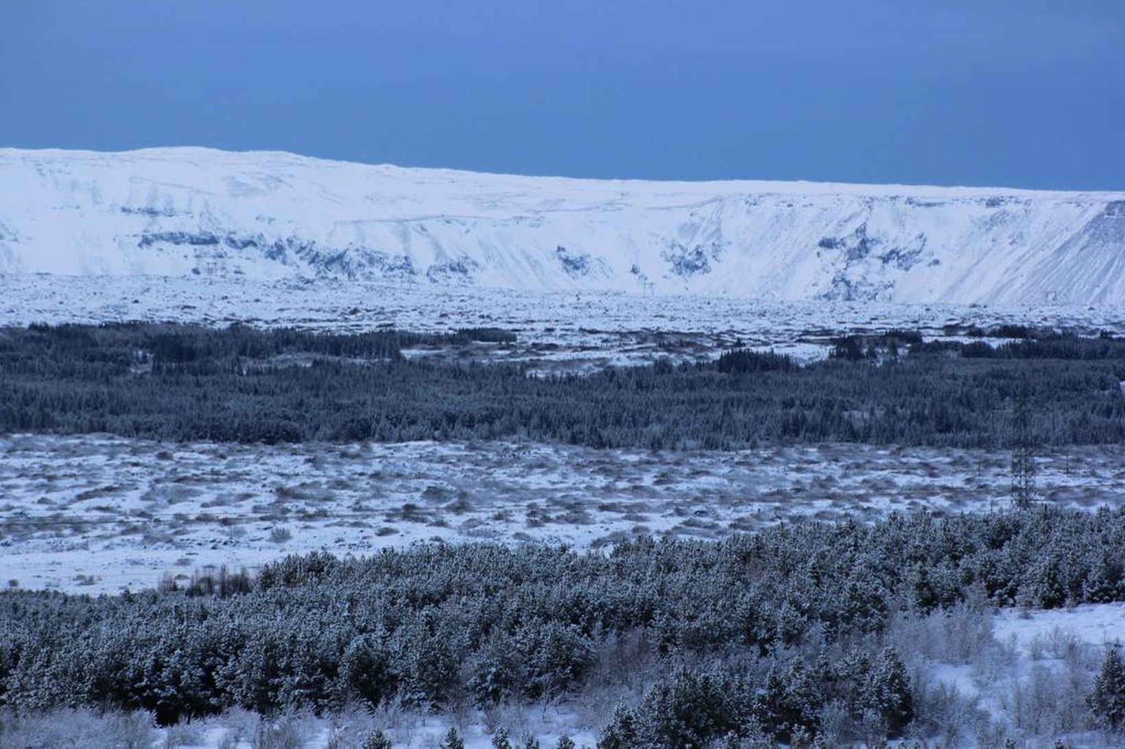 Greni í víðfeðmum skógi. Eftirsótt og nú verður að fylgjast …