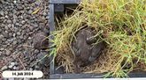 Einstakt myndskeið af straumönd