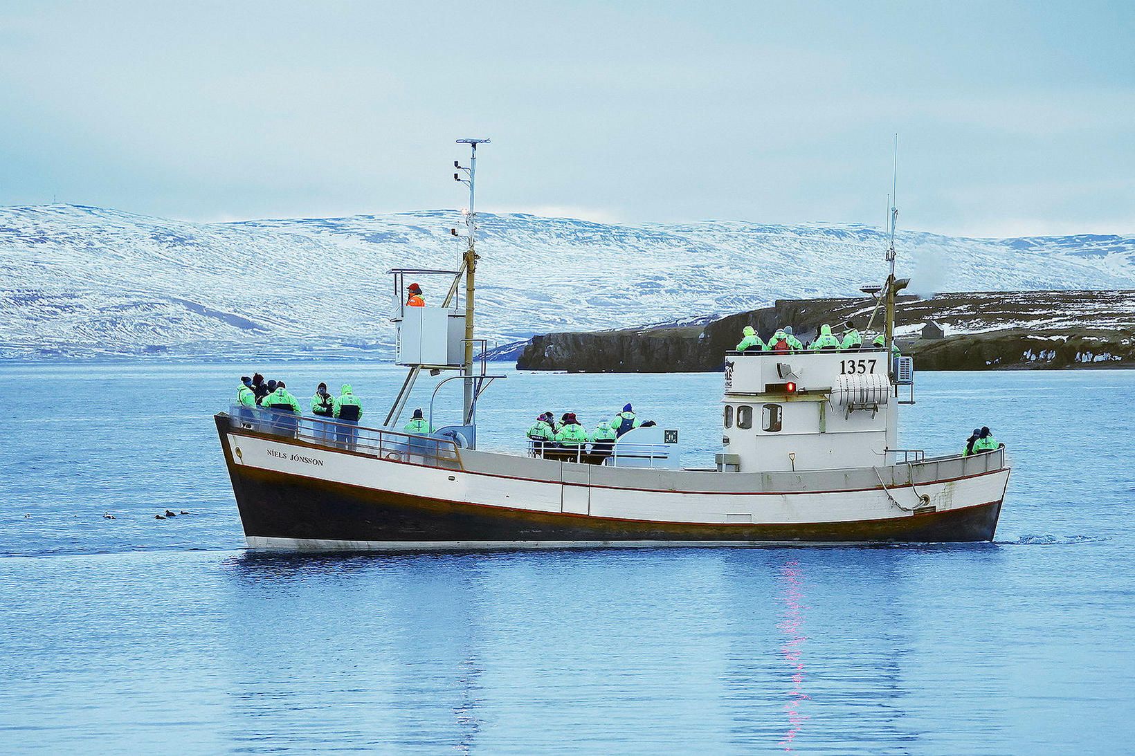 Heppnir hvalaskoðendur sáu fjölda hvala en óvenjulega margir hnúfubakar eru …