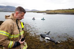 Háhyrningurinn rak á land úti fyrir Geldinganes fyrr í mánuðinum.