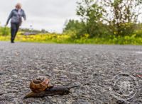 Á hraðferð um Elliðaárdal