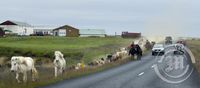 Snæfellsnes hestaferð