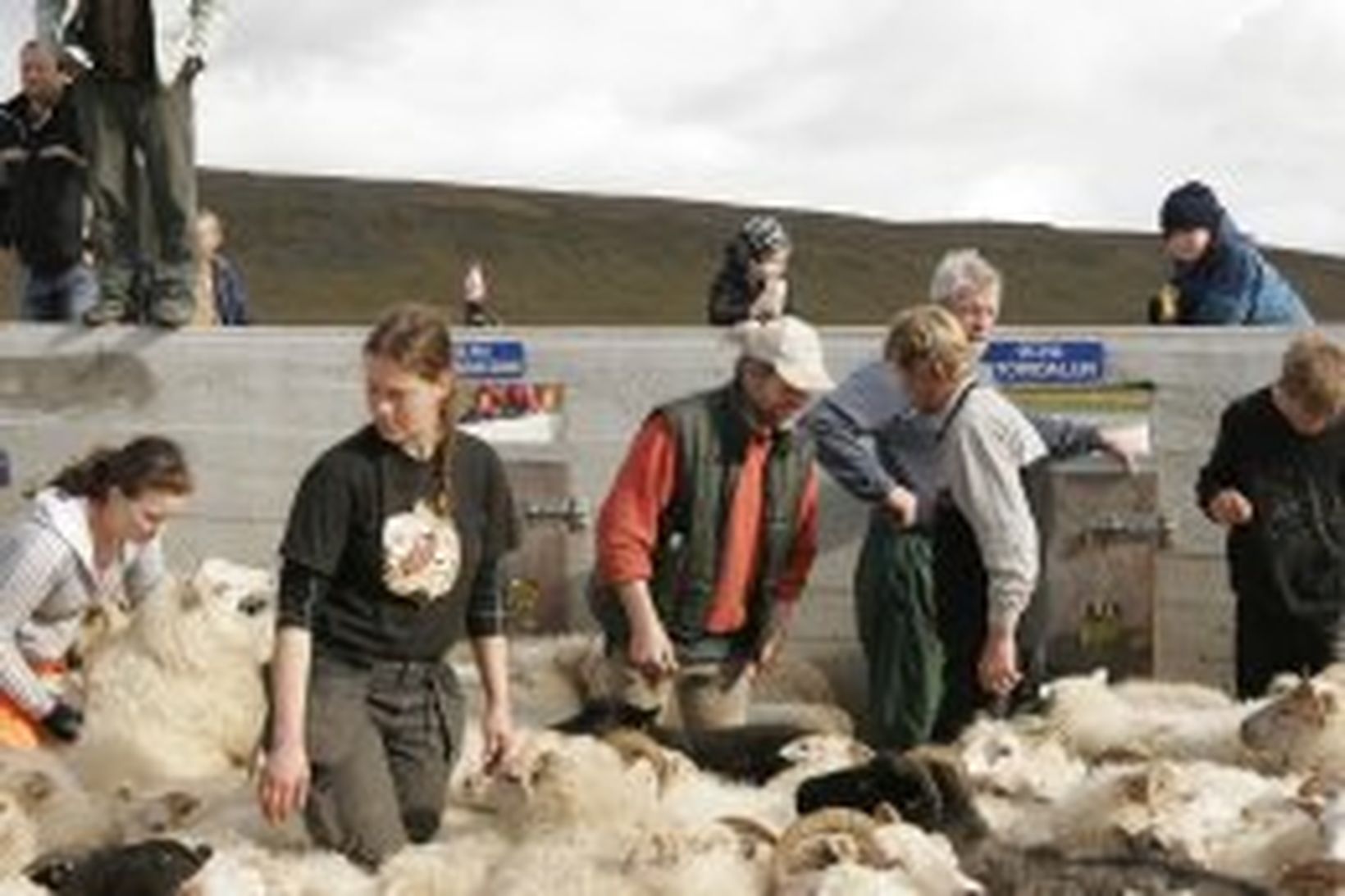 Það var góð stemming í Auðkúlurétt í dag