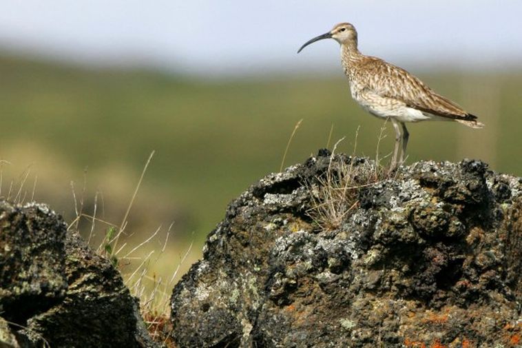 "Drastic changes" could occur in bird life