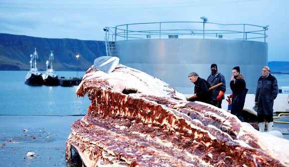 Krefjast frestunar útgáfu hvalveiðileyfa