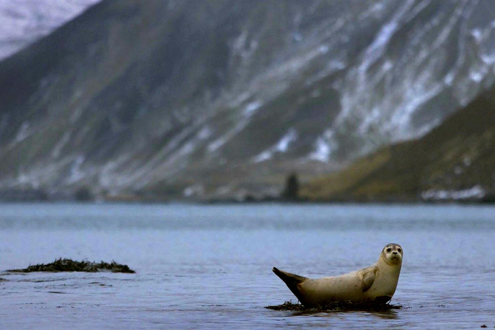 Landselur hefur átt í vök að verjast við Ísland.