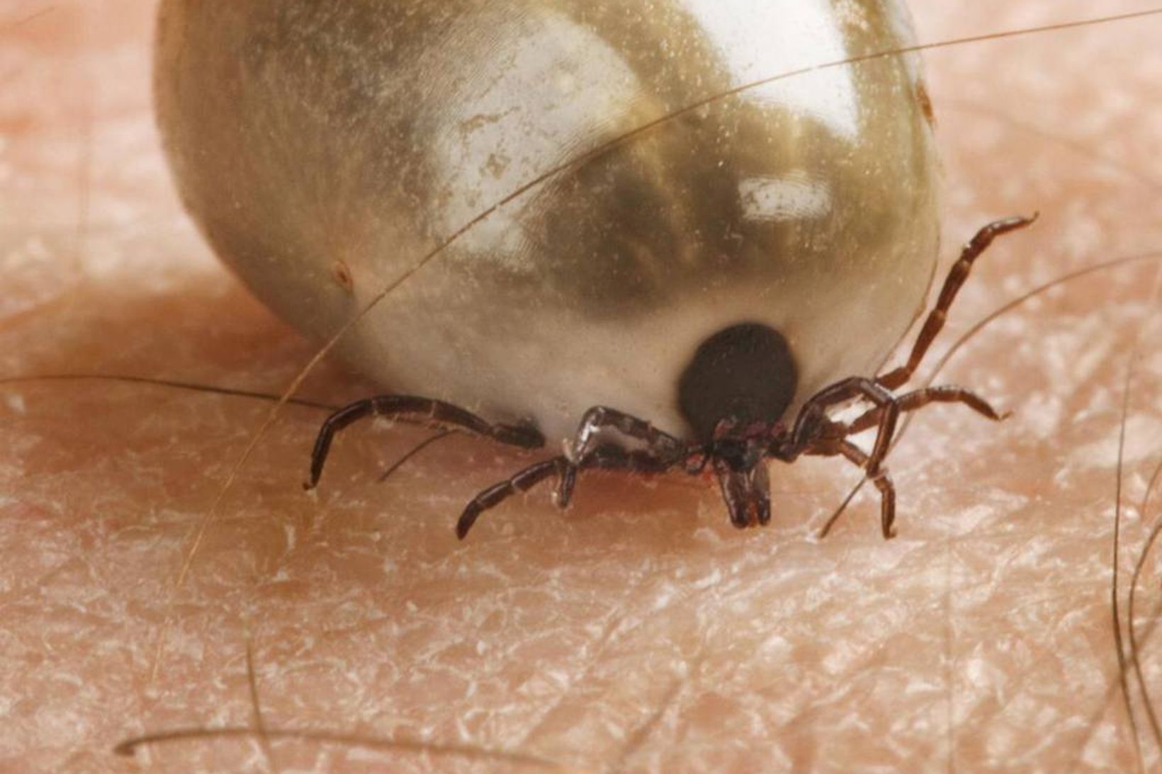 Mítlarnir geta borið með sér bakteríur sem valda Lyme-sjúkdómi og …