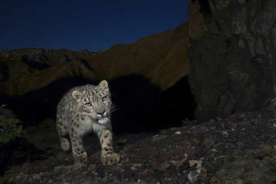 Steve Winter, a National Geographic Magazine photographer based in the U.S., has won the first …