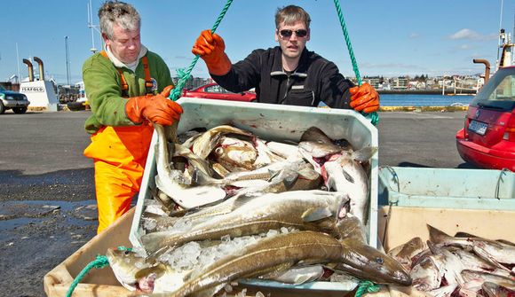 Fleiri sækja í strandveiðarnar sem hófust í dag