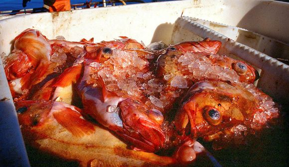 Þjóðverjar kaupa mun meiri fisk í smásölu