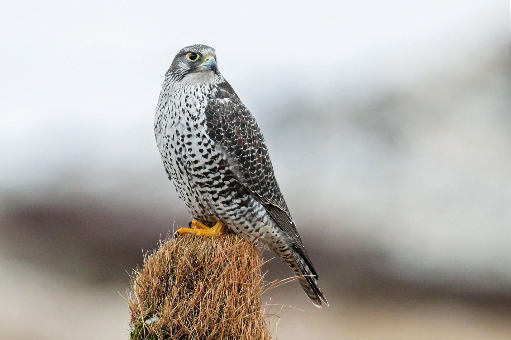 Fálkinn var einkar tignarlegur að sjá.