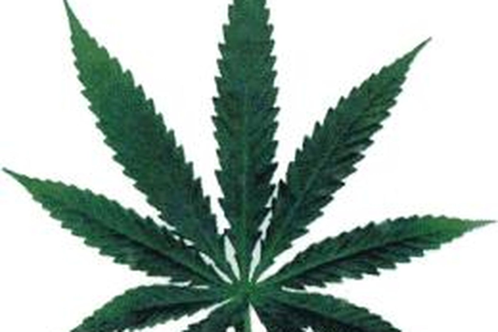 Kannabislauf