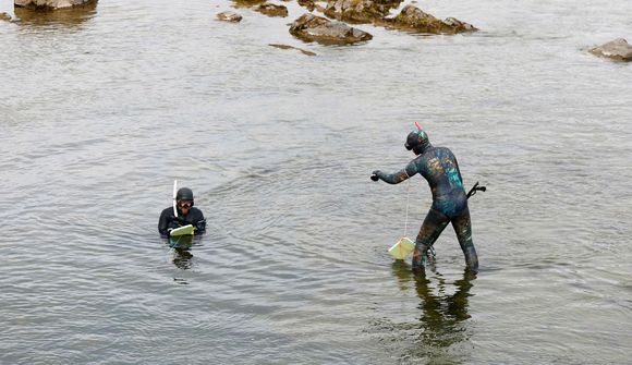 Sjö fiskar staðfestir sem eldislaxar 