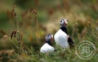 Lundaveiðar í Álsey - Vestmannaeyjar