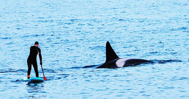 Kokkurinn og SUP-brettakappinn Jákob er sultuslakur í kringum háhyrningana sem heilsa oft á tíðum upp …