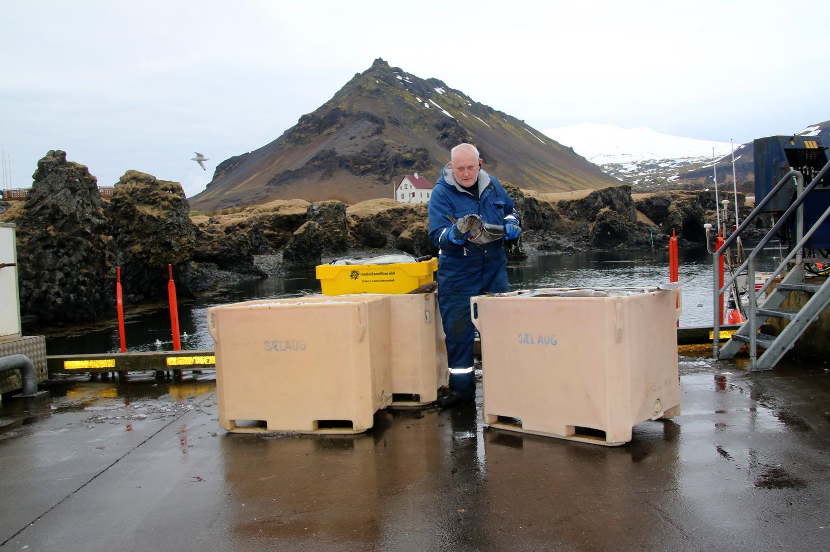 Kampakátur hafnarvörður á Arnarstapa