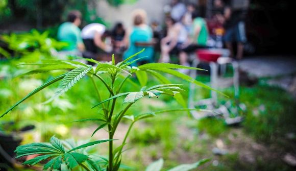 Kannabis lögleitt í fimm ríkjum
