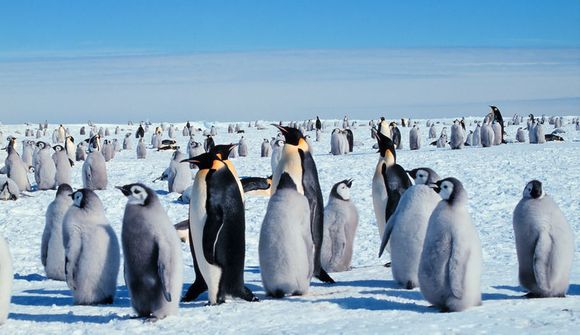 Attenborough hefði bjargað mörgæsunum