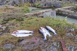 Átta laxar voru háfaðir úr laxastiganum í Blöndu í dag. Það gerir nítján eldislaxa á …