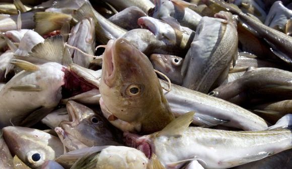 Strandveiðar skapa ekki störf