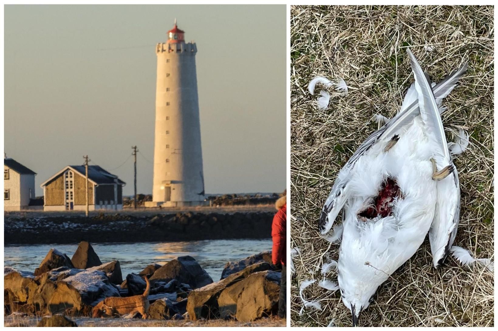 Borið hefur á dauðum mávum við göngustíga á Seltjarnarnesi undanfarið.