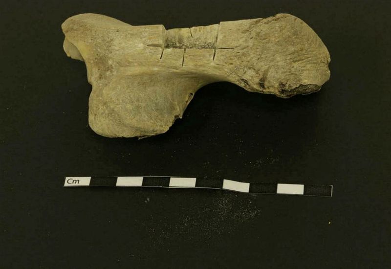 An ancient bone from a horse that was used in the study.