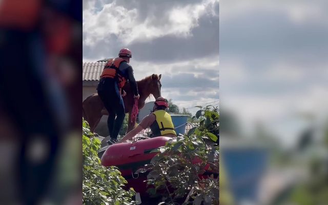 Brazilians rescue stranded horse from rooftop in flooded city of Canoas
