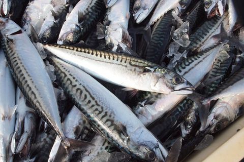 Russia is a big market for Icelandic fish, including mackerel.