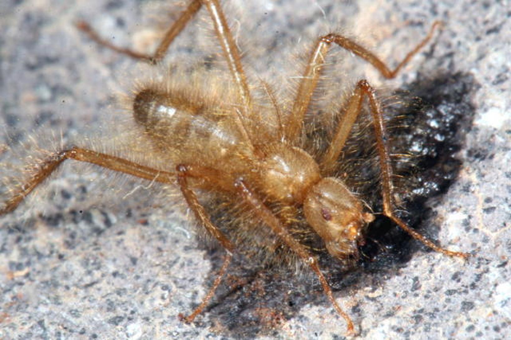 Mormotomyia Hirsuta