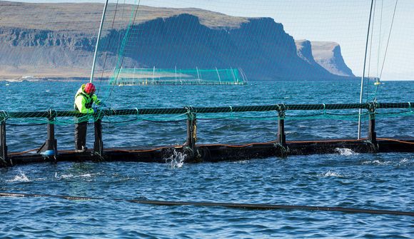Rannsaka röðun laxeldisleyfa