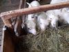 Lambs at Bergsstaðir farm.