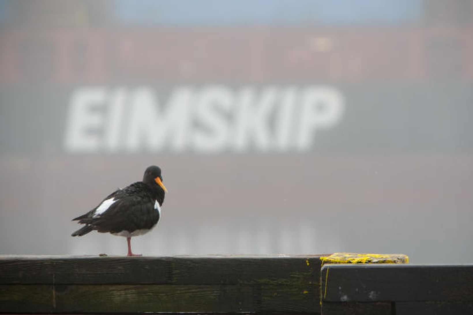 Líklega hefur tjaldur þessi komið flugleiðis þótt hann hvíldi sig …