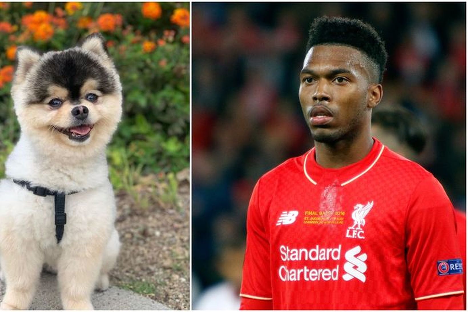 Sturridge segist tilbúinn að borga hvað sem er til þess …