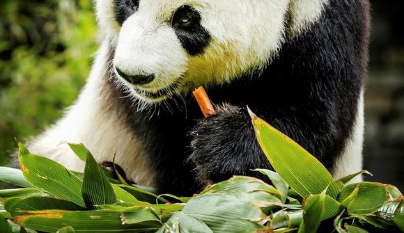 Elsta pandamamma í heimi